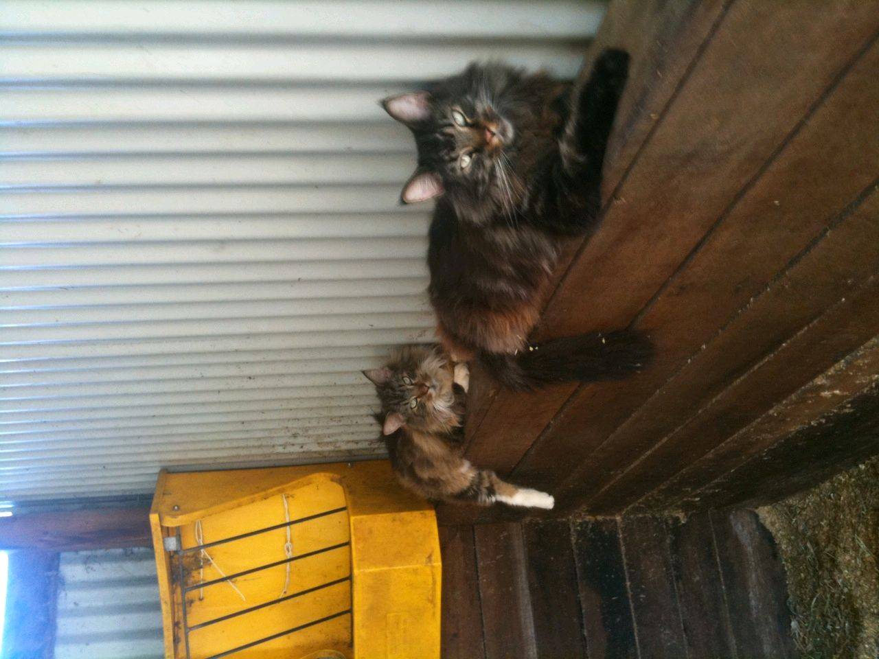 2coons