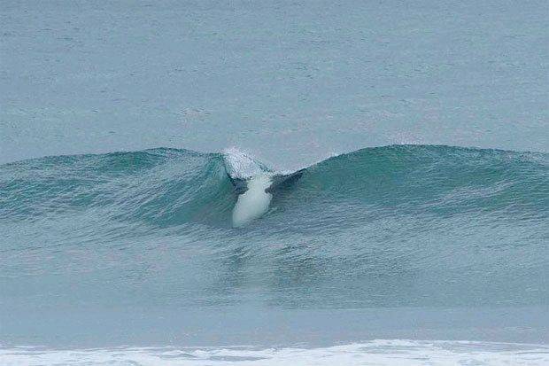 orca 3