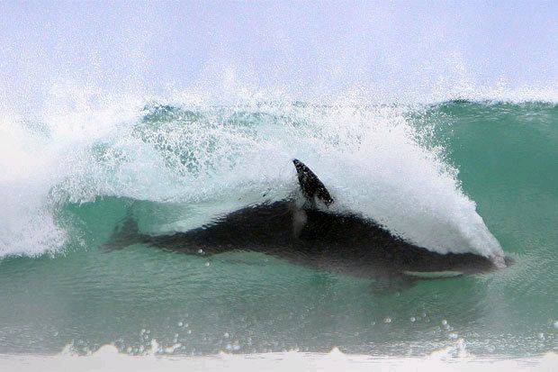 orca 6