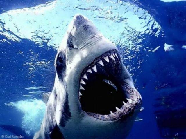 sharks