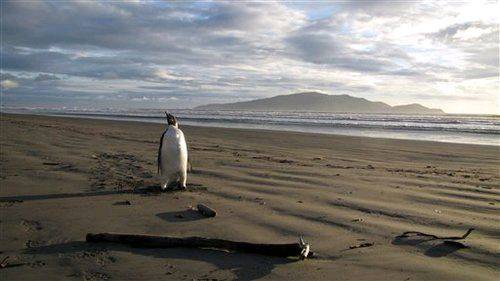 emperor penguin