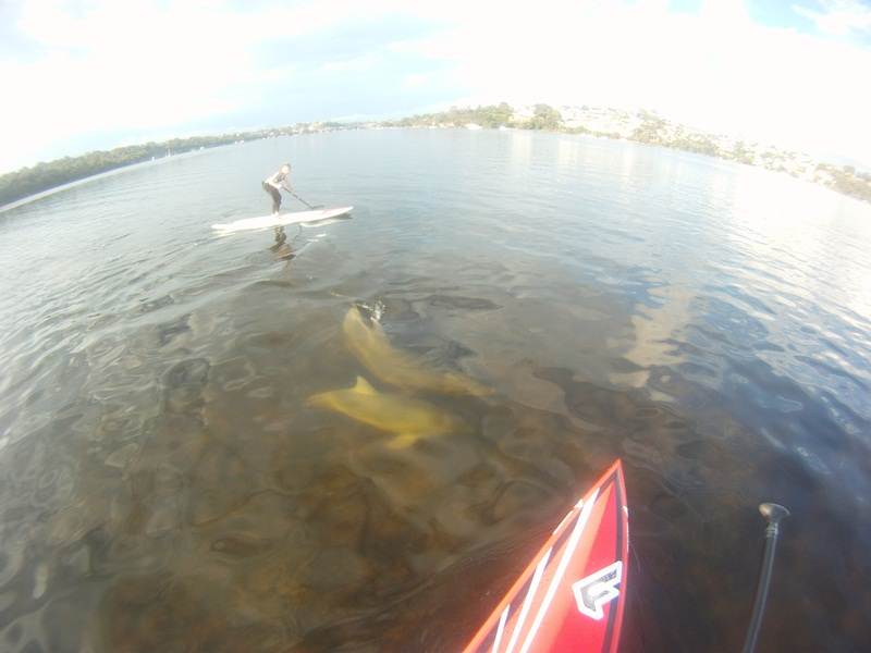 dolphins