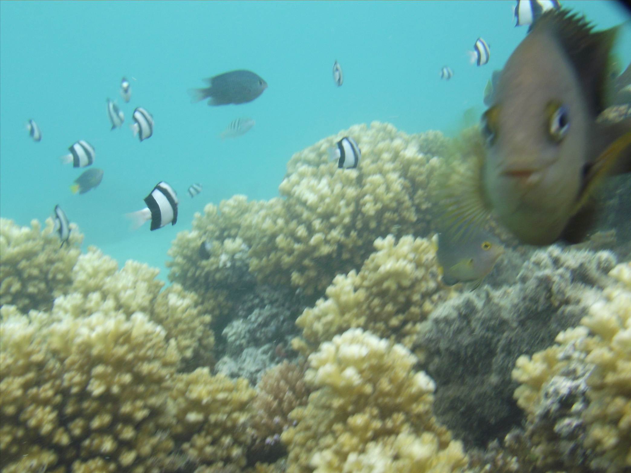Fiji trip 2011 319