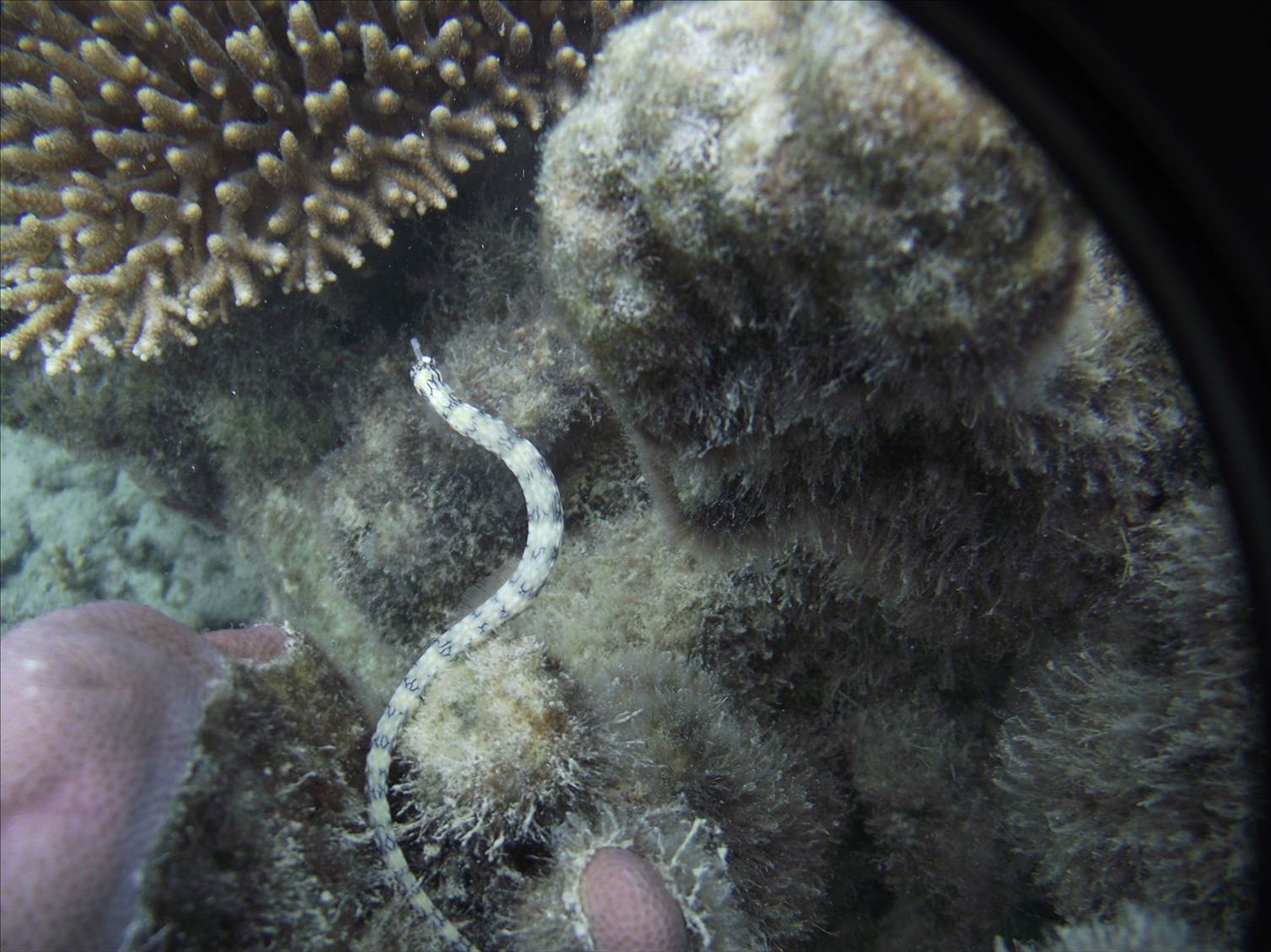Fiji trip 2011 395
