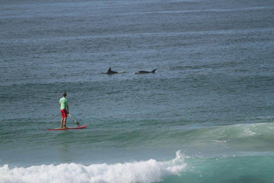 Dolphins