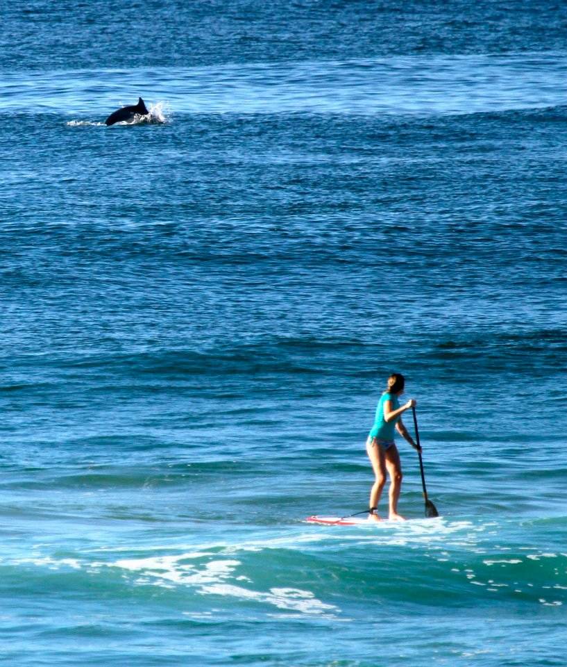 Dolphins