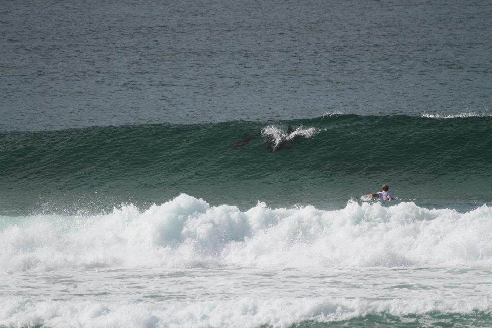 Dolphins