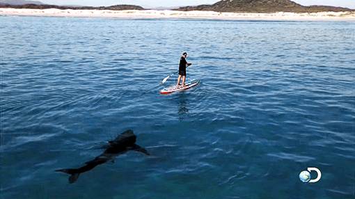 shark-week 510