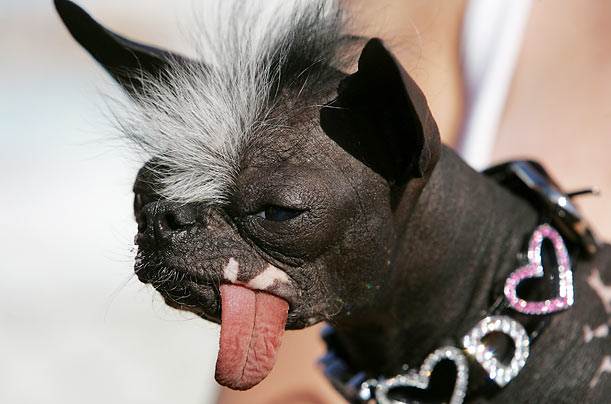 ugly dogs 01