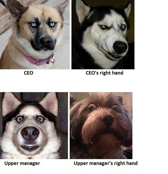 Doggie A