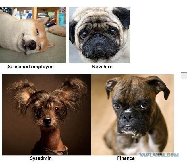 Doggie C