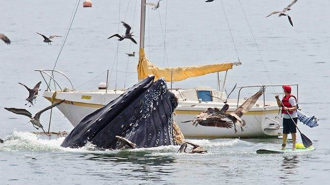 whale sup