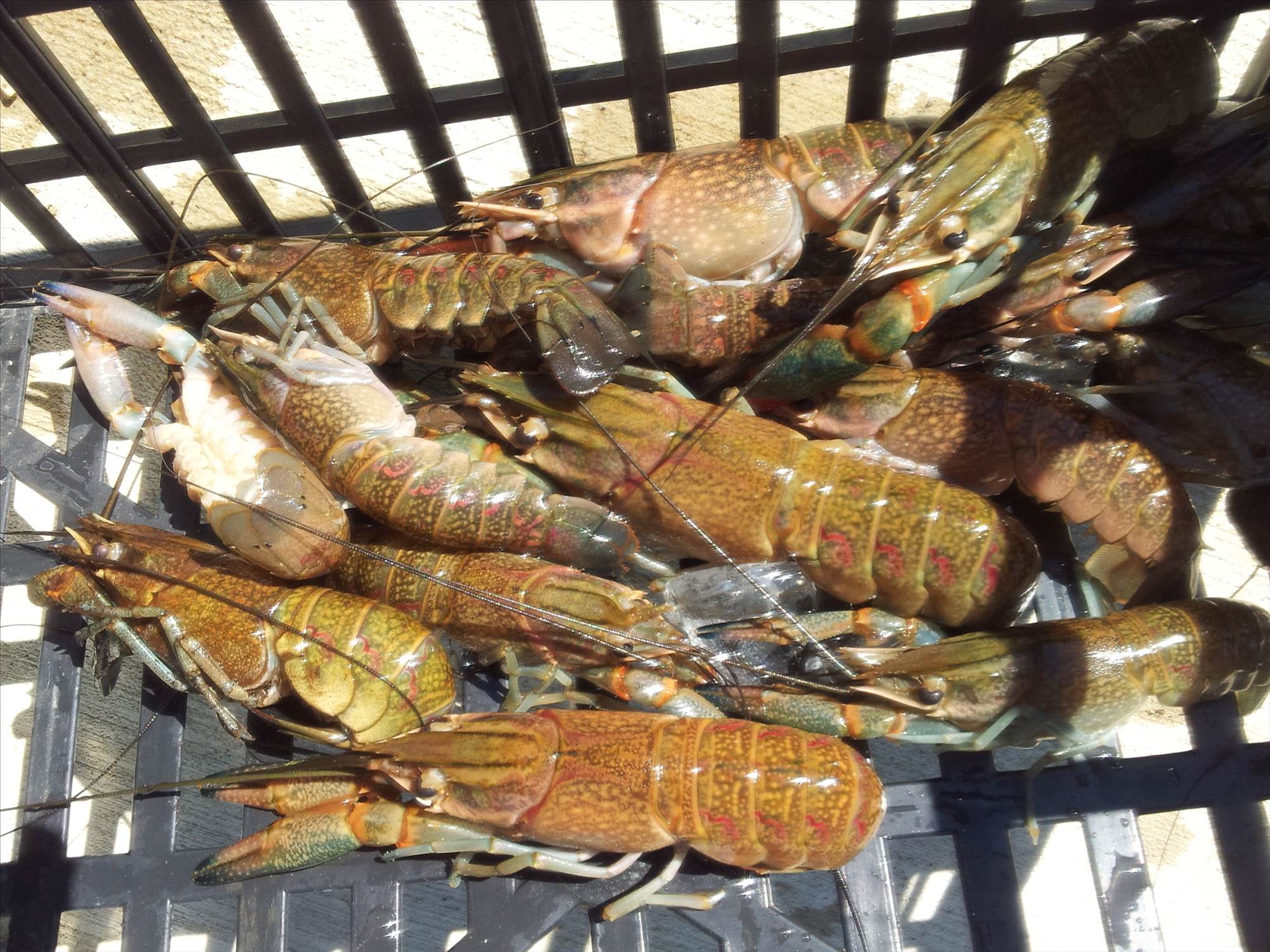 tasty red claw