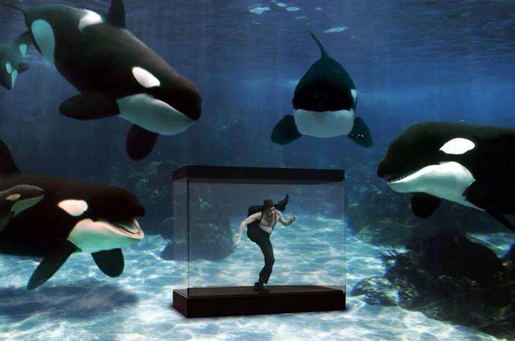 Killer whales