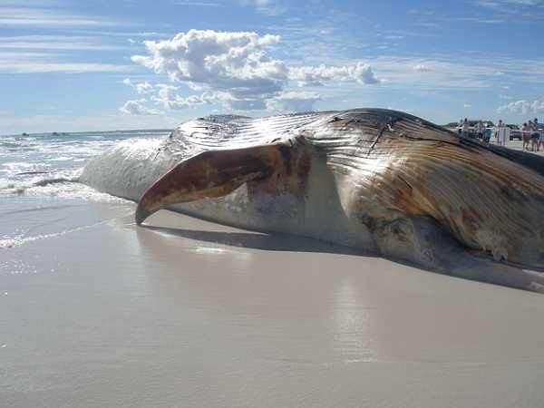 Mm sharks anyone