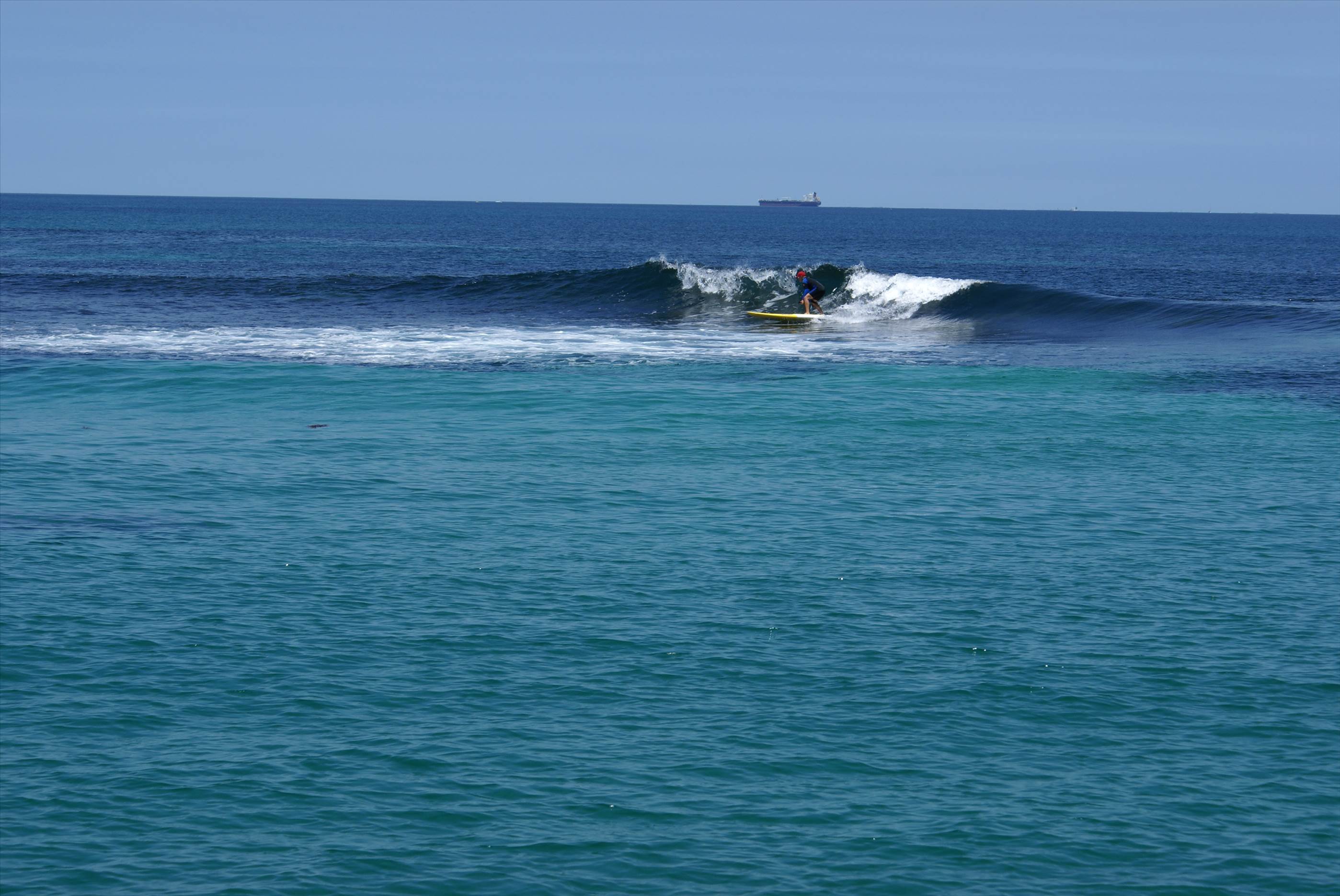 seal island friday