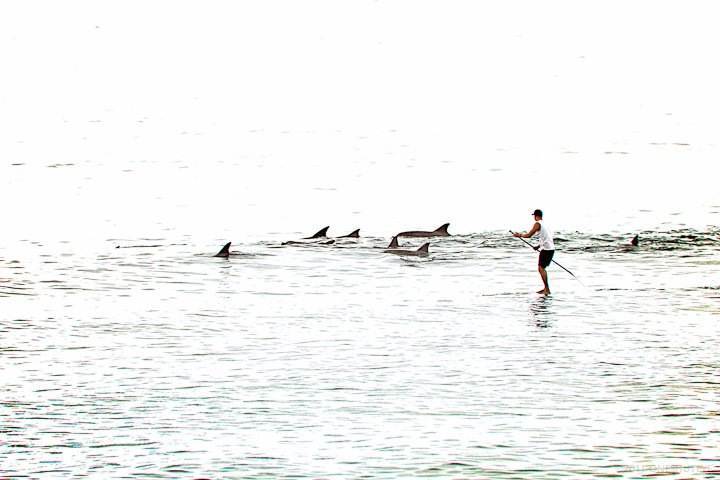 Sea Sheppard