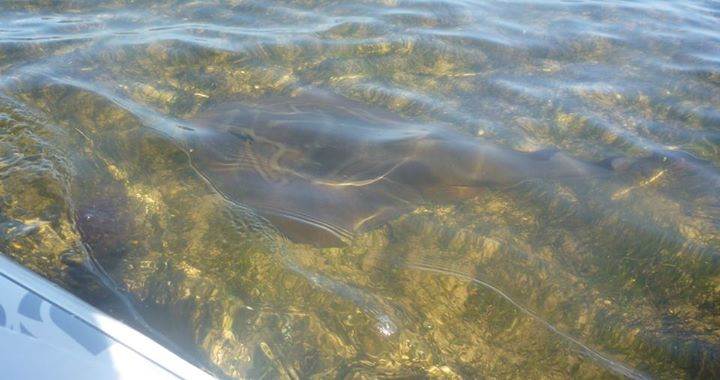 Ricketts Point Southern Fiddler Ray....
