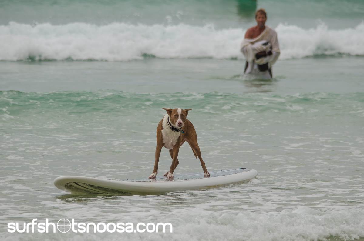 Dog Surfing-4
