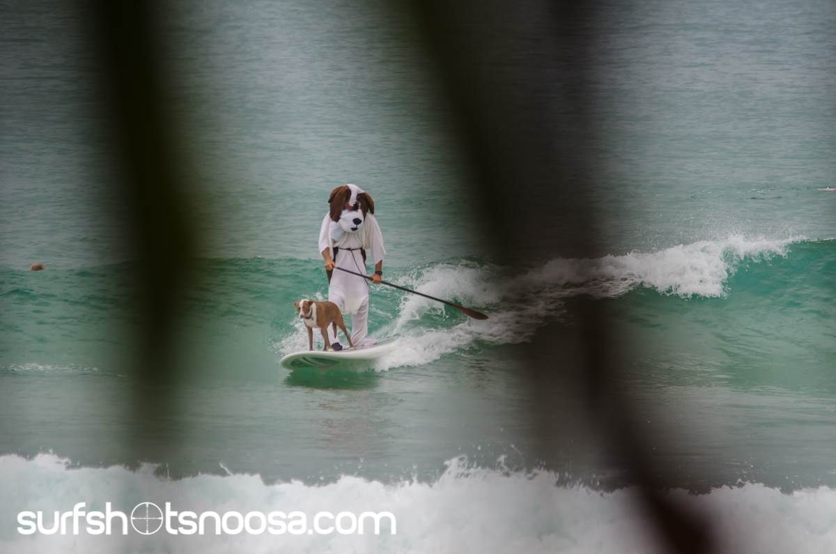 Dog Surfing
