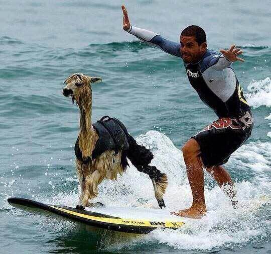 Alpaca surfing
