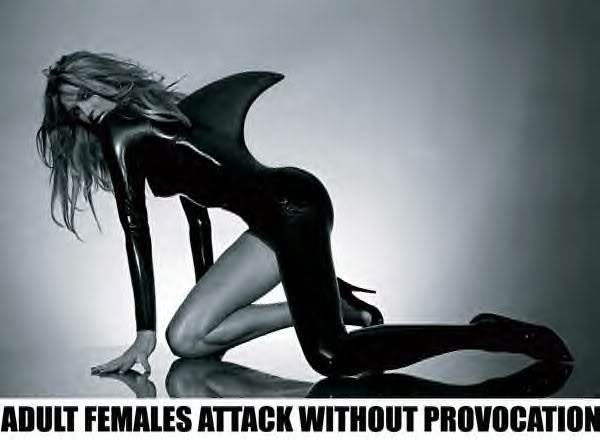 sharkCARWDTFV