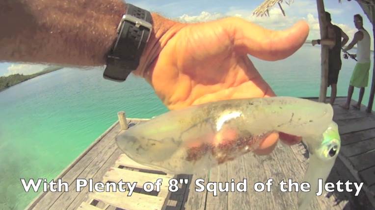 Squid
