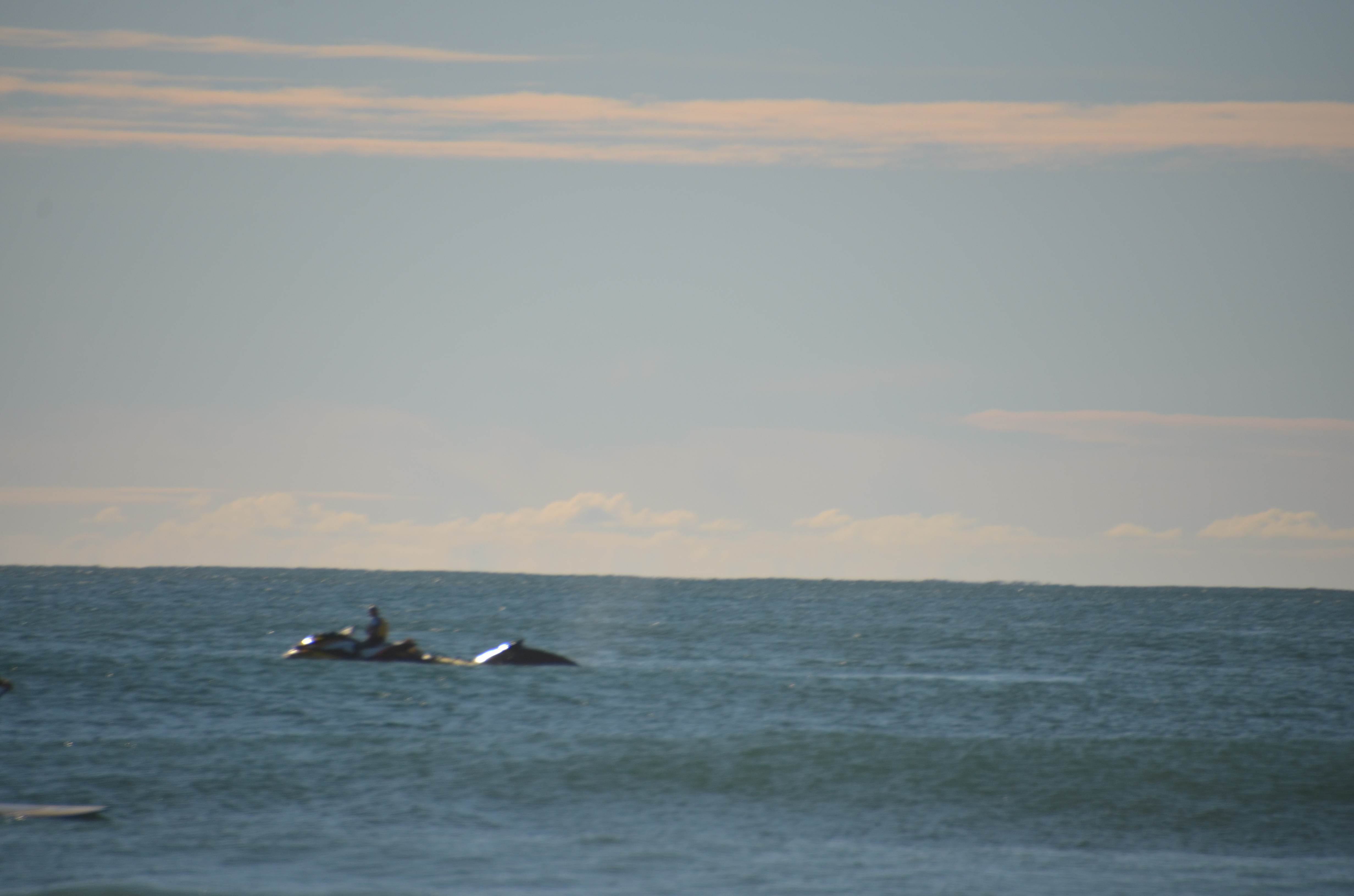 Scotts Head Whale