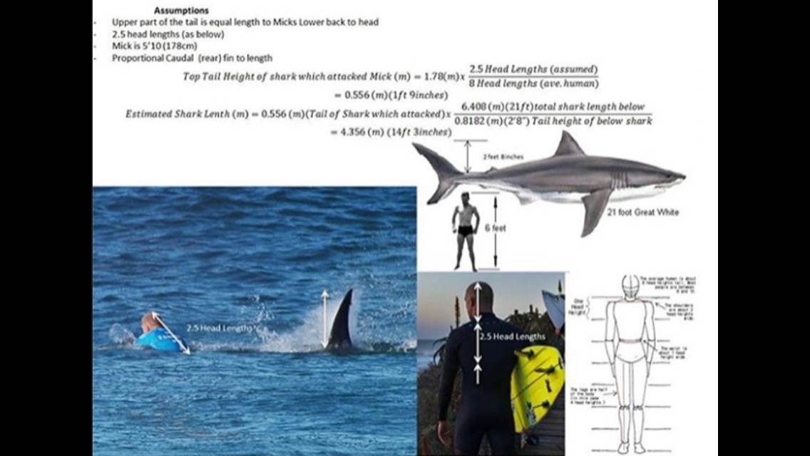 Shark shark shark