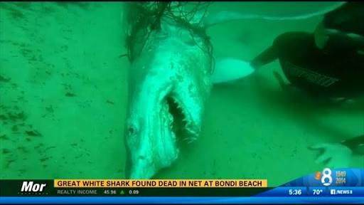 Shark