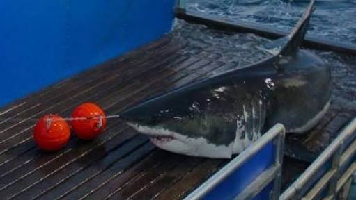 Shark