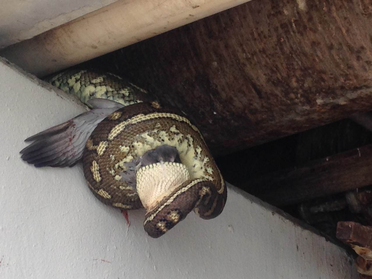 snake