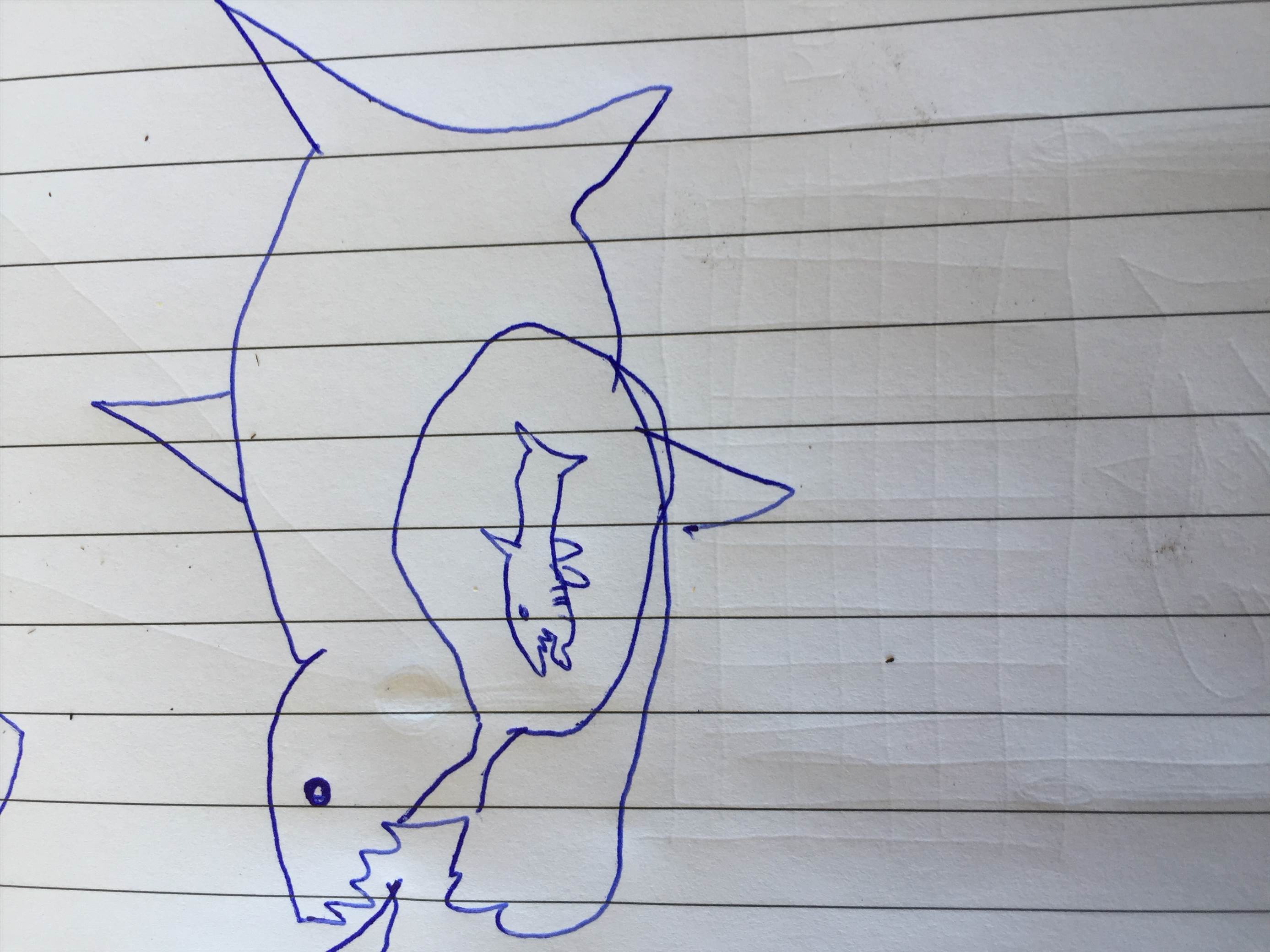 Sharks
