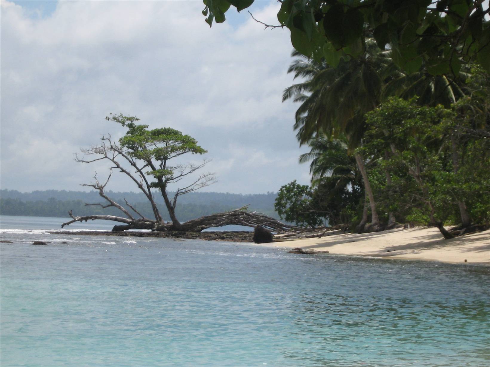 Mentawais