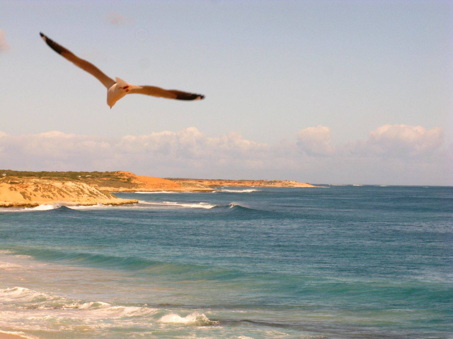 Bullbari gull