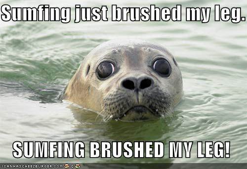 funny-pictures-brushed-seal-leg-panic