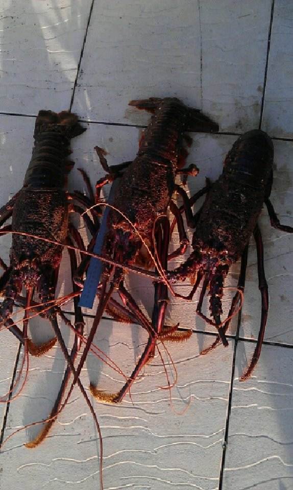 crays