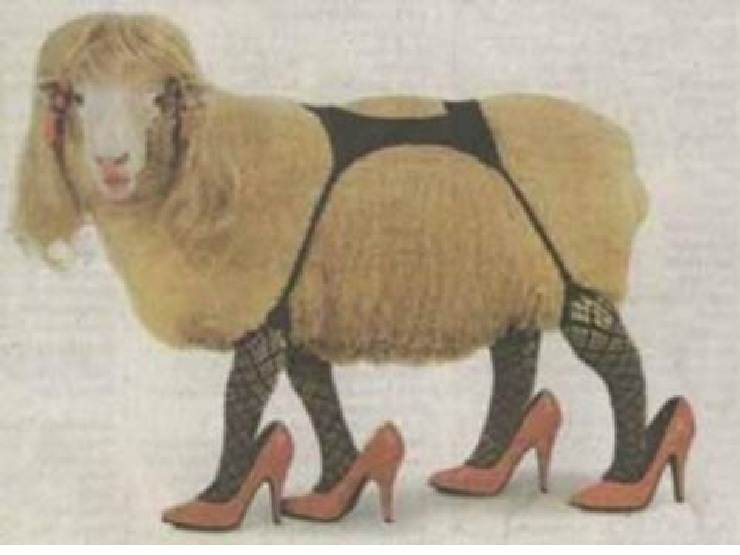 sheep