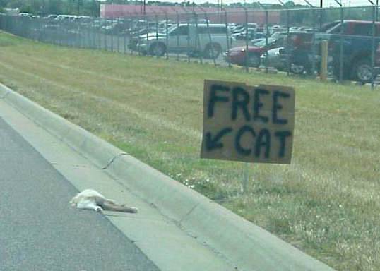 free-cat