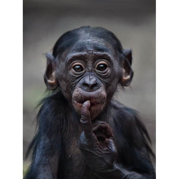 sad-baby-ape 1880352i