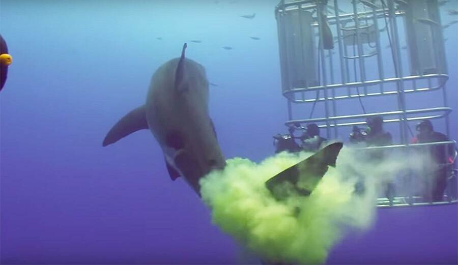 shark-shit