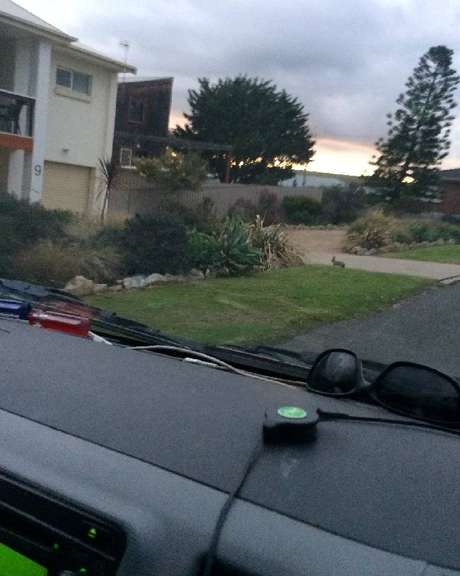 Wind Wings
