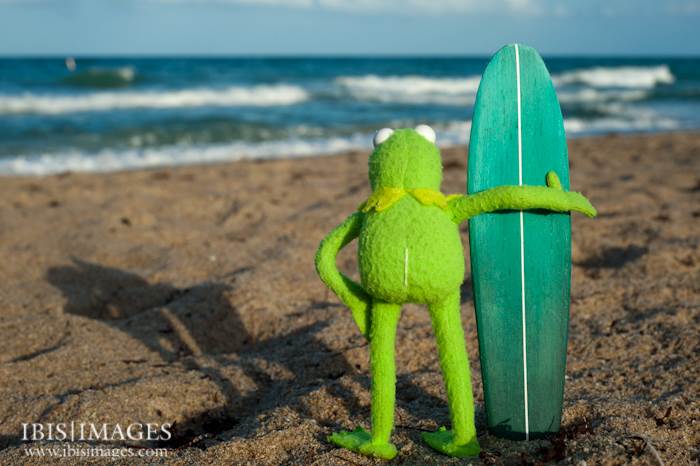 kermit-1258
