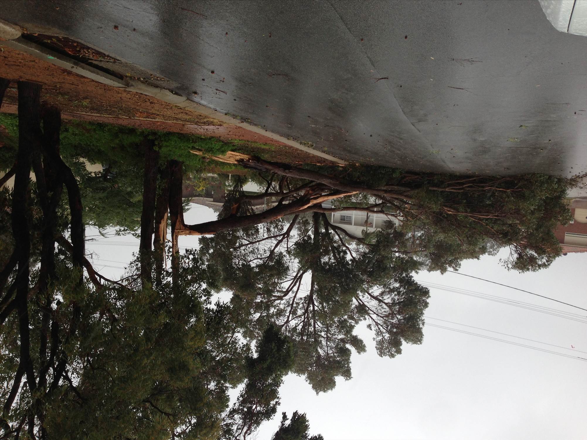 Tree down