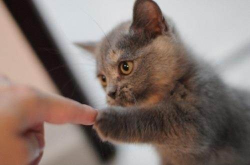 Fist-bump-by-kitten