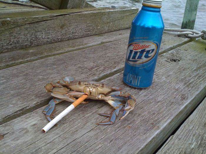 Crab