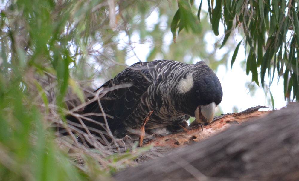 searching for grubs