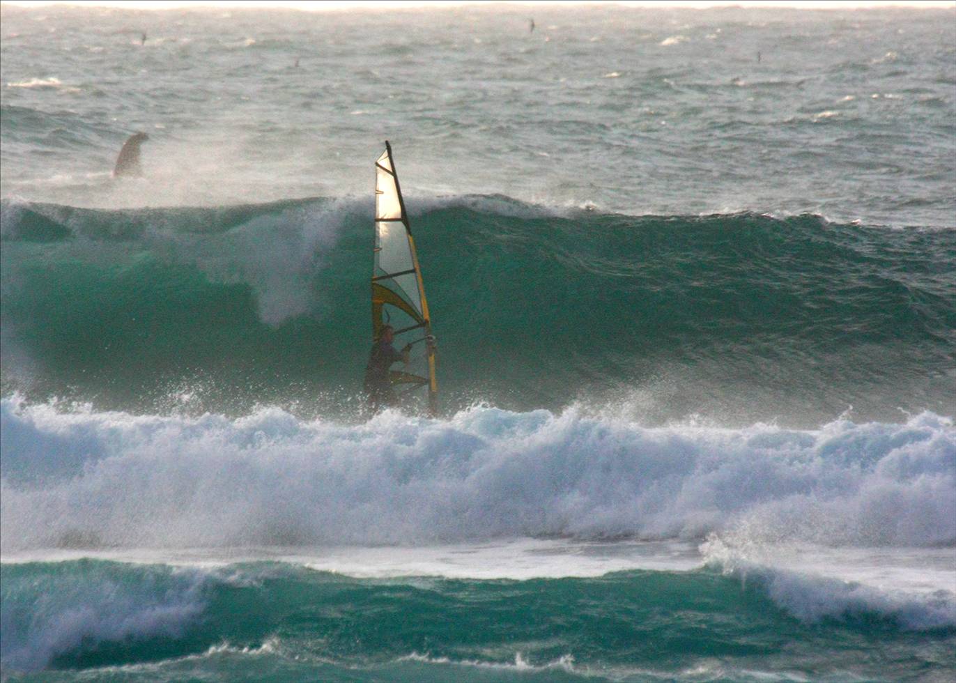 some big fish in the water at gnaraloo