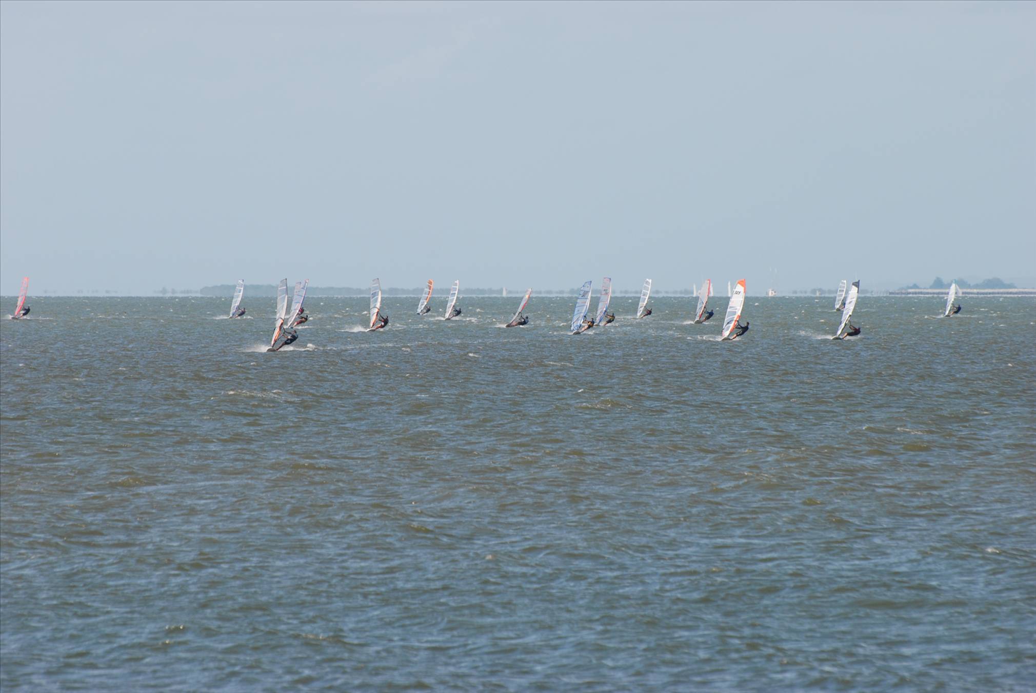 A couple of pics from the Waterloo Cup, Rose Bay, Manly