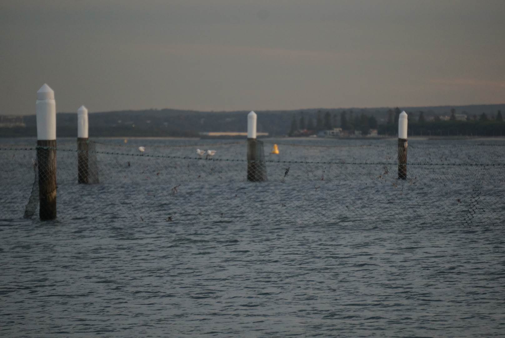Light Wind Northerly